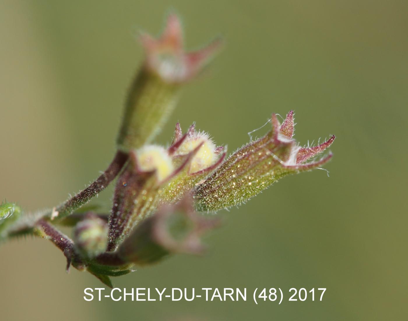 Calamint, Lesser fruit